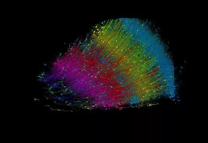 تهیه نقشه‌ سه‌بعدی از یک میلی‌مترمکعب مغز انسان با جزییات دقیق