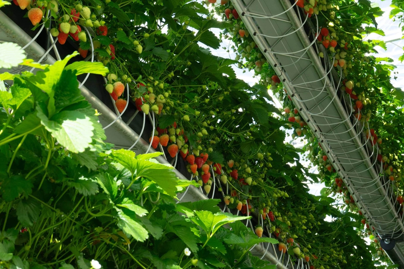 کشت عمودی توت فرنگی 