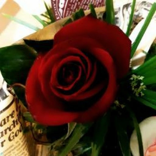 مائده فراهانی