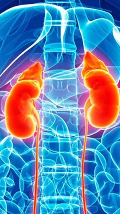 کاربرد کلیه‌هامون چیه؟
