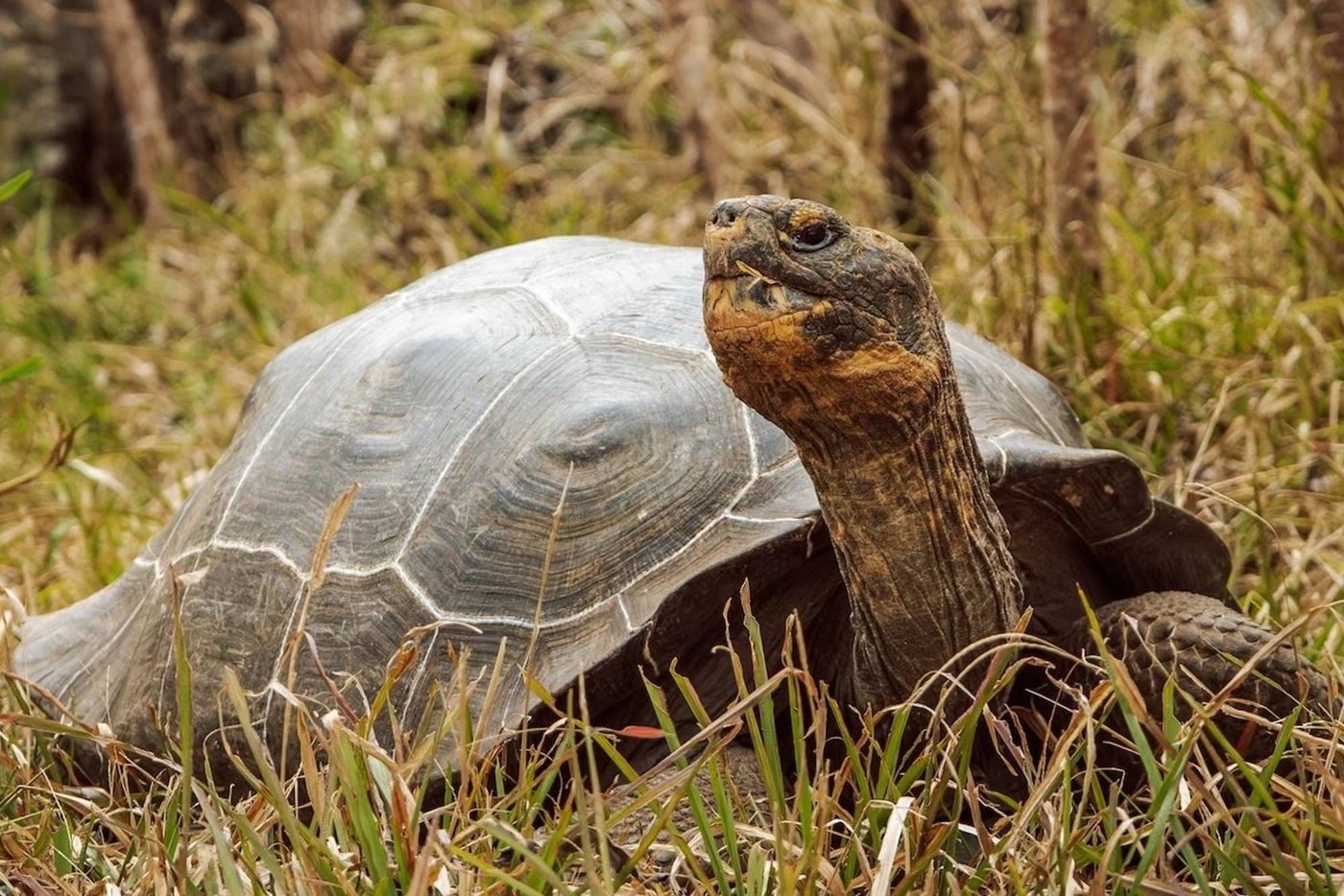 لاک‌پشت غول‌پیکر فلوریانا پس از 200 سال به زیستگاه اصلی خود بازگشت