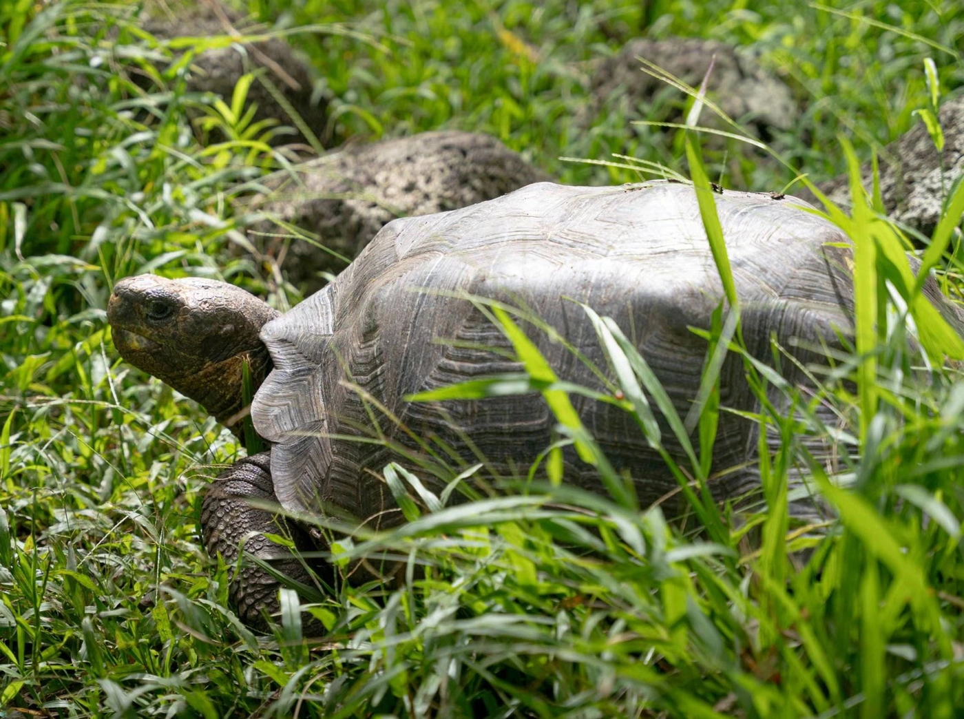 لاک‌پشت غول‌پیکر فلوریانا