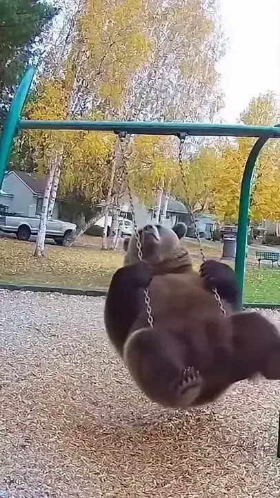 تاب بازی جالب آقا خرسه🐻