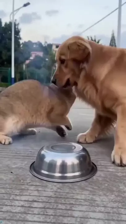 سگ و گربه با مزه 😂