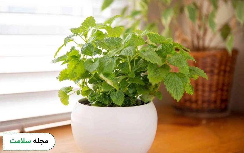 بادرنجبویه از کاربرد دارویی تا عوارض جانبی آن