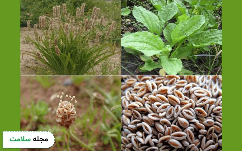 گیاه اسفرزه، تخم اسفرزه (دانه اسفرزه)