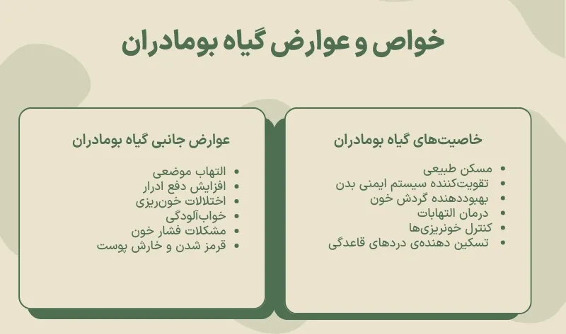 اینفوگرافی خواص بومادران