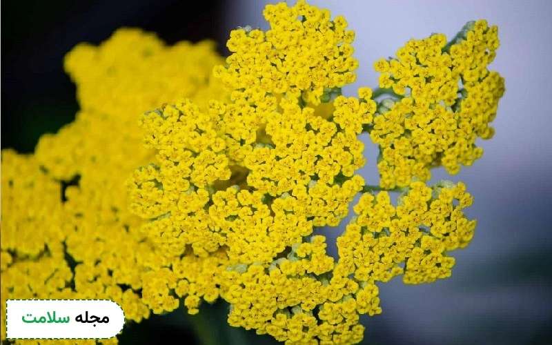 گیاه بومادران چیست؟ (گل بومادران)