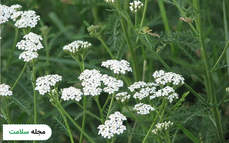 خواص بومادران برای معده