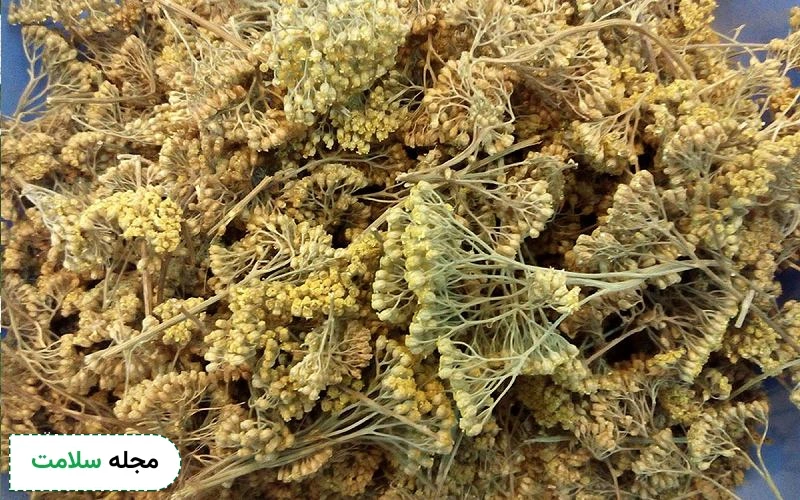 خواص بومادران برای سرماخوردگی