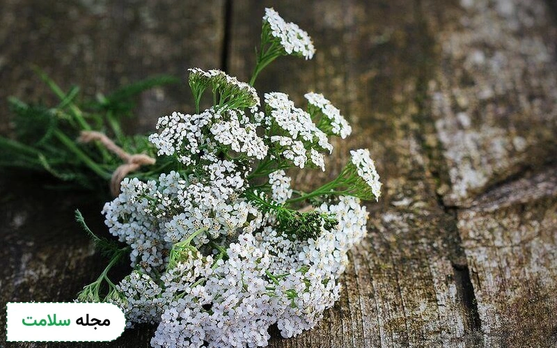 این 15 خواص معجزه آسای بومادران را بشناسید