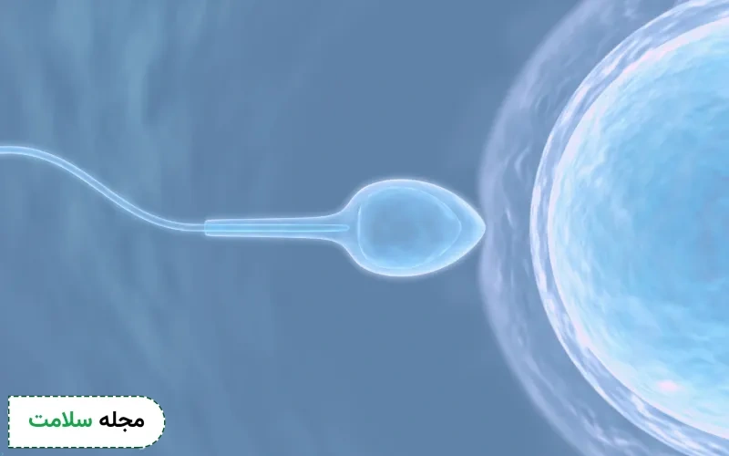 آیا آزمایش اسپرم برای فرزند پسر وجود دارد؟