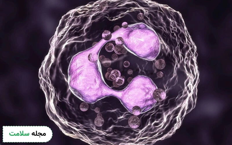 neutrophils در آزمایش خون چیست؟ میزان بالا و پایین نوتروفیل نشانه چیست؟