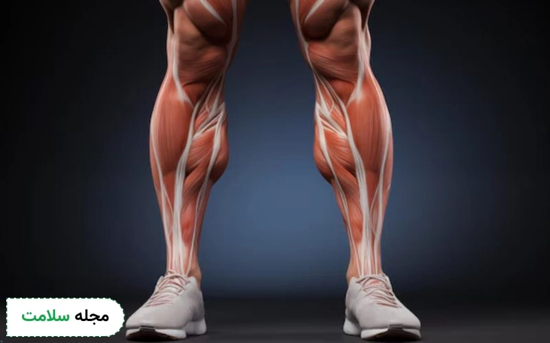 درباره آناتومی عضلات پا چه می دانید؟