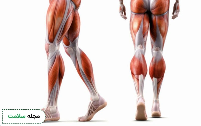 آناتومی عضلات پا در ورزش چگونه است؟