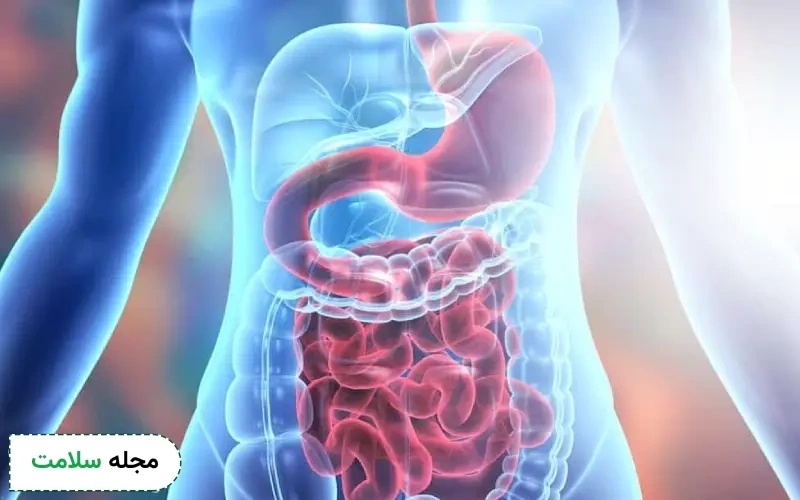 عکس دستگاه گوارش انسان بدین شکل است.