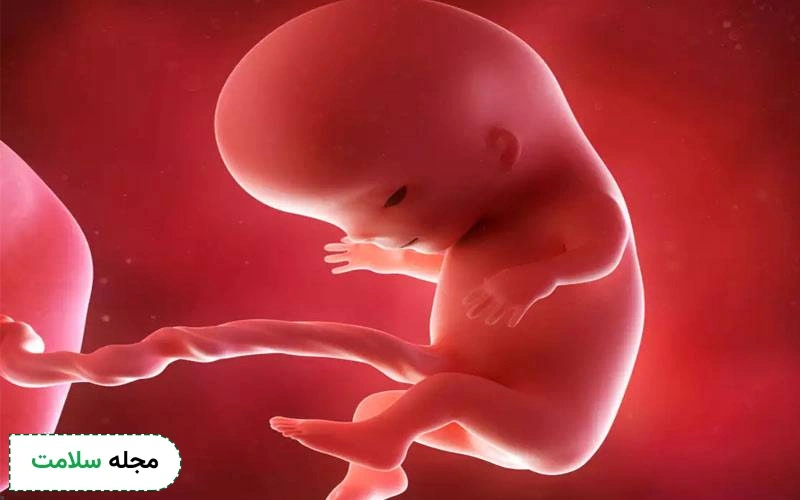 عکس جنین 11 هفته پسر و عکس جنین 11 هفته دختر