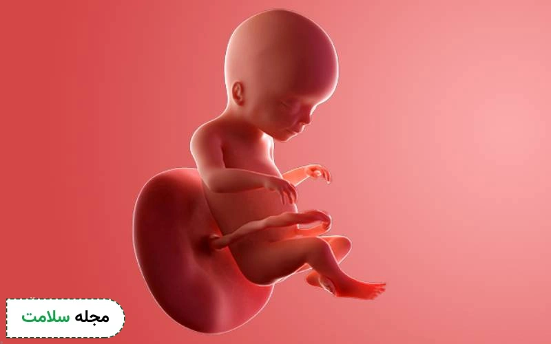 عکس جنین ۱۸ هفته دختر و پسر