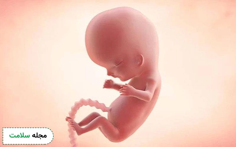 عکس جنین ۱۰ هفته پسر و عکس جنین ۱۰ هفته دختر