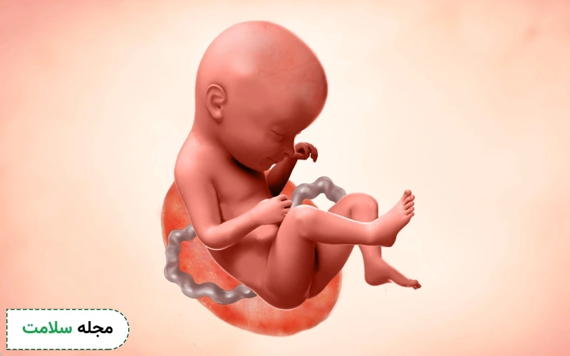 عکس جنین در هفته 32 بارداری