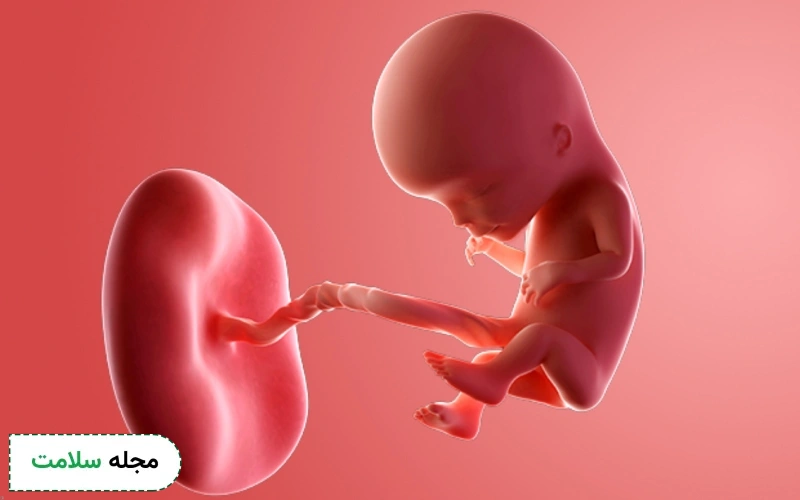 جنین 12 هفته چه شکلی است؟
