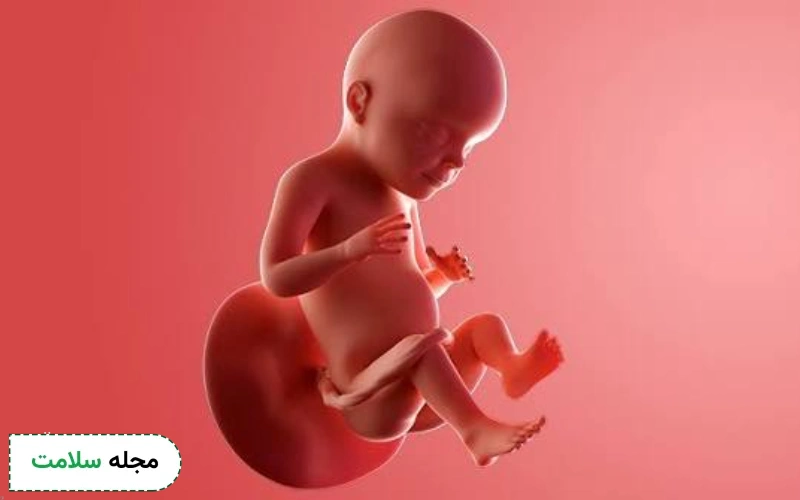وضعیت جنین در هفته ۲۴ بارداری