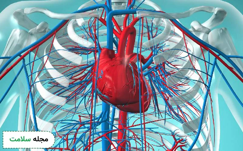 سیاهرگ چیست؟ آشنایی با سیاه رگهای مهم بدن و بیماریهای آن