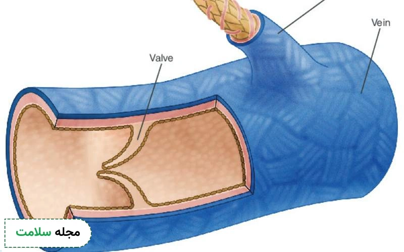 سیاهرگ کبدی چیست؟