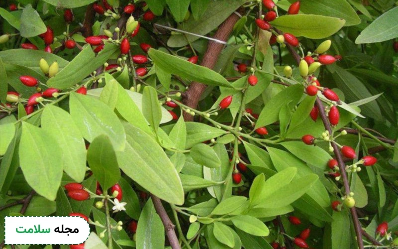 عکس کوکائین