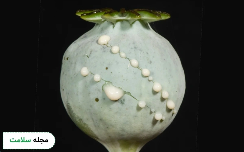 چه داروهایی از خشخاش استخراج می شود؟