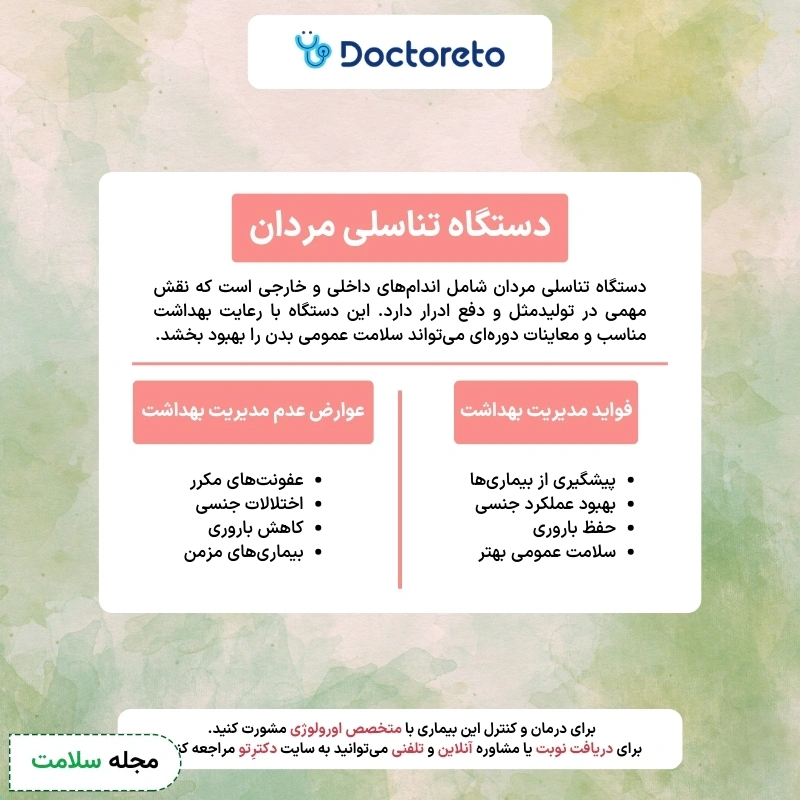 اینفوگرافی دستگاه تناسلی مردانه