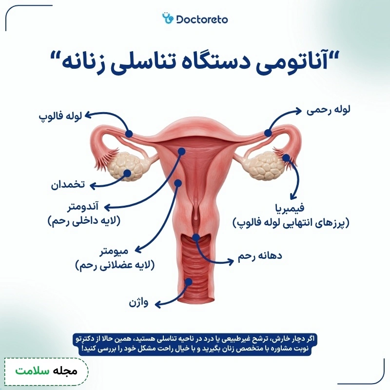 اینفوگرافی دستگاه تناسلی زن