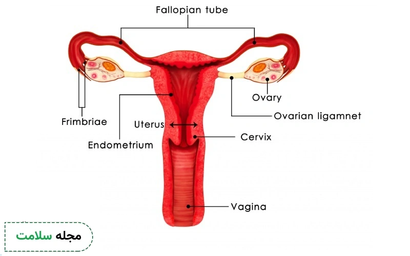 Female Reproductive System