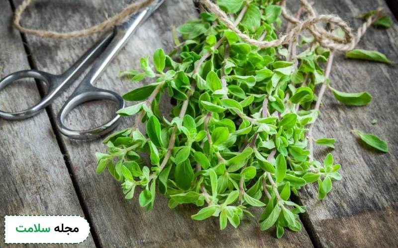 هر آنچه باید در مورد خواص مرزنجوش برای مغز بدانید