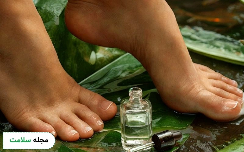 گیاهان دارویی مؤثر در درمان زخم پای دیابتی در طب سنتی کدامند؟