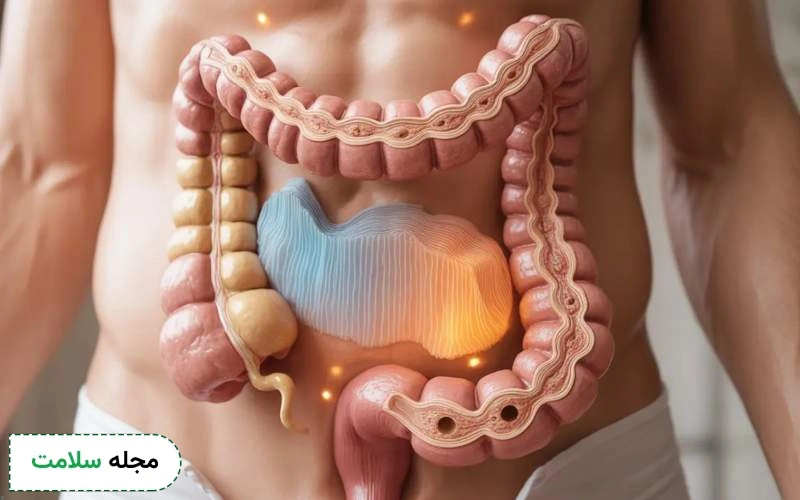اجزای دستگاه گوارش از دهان تا مقعد