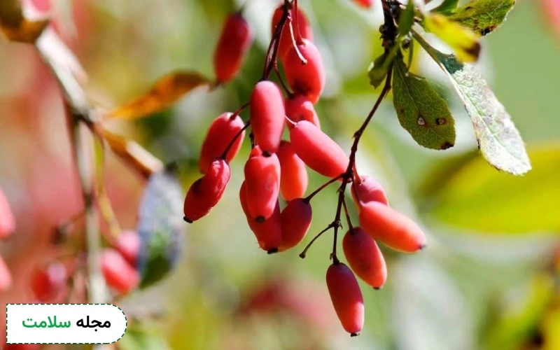 آب زرشک برای کبد چرب