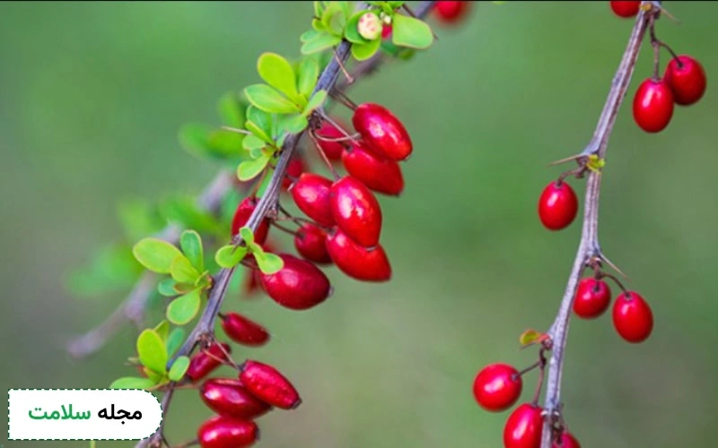طریقه مصرف اب زرشک برای کبد چرب چگونه است؟