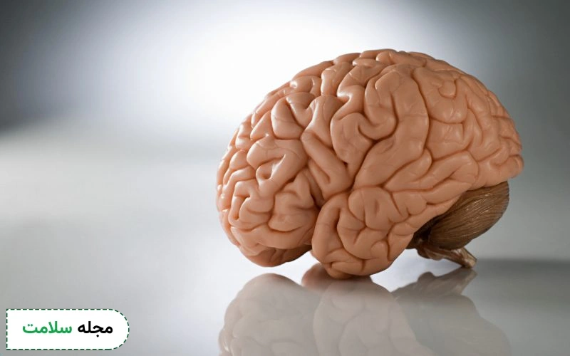 آناتومی مغز چه ویژگی هایی دارد؟