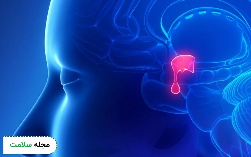 غده هیپوفیز چیست و چه وظایفی دارد؟