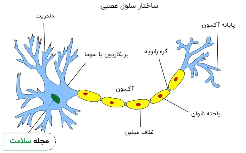 بیماری ام اس چیست؟