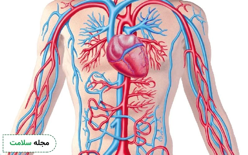 بزرگترین رگ قلب و سرخرگ بدن چه نام دارد؟