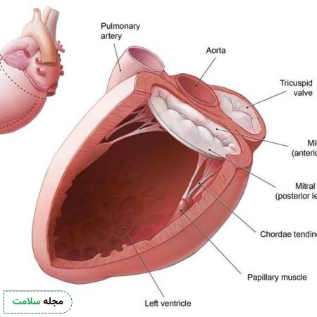 آناتومی دریچه میترال قلب 