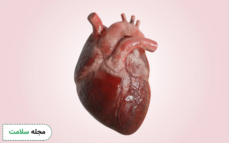 آناتومی قلب چگونه است؟