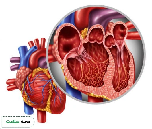 دریچه میترال قلب چه عملکردی دارد؟ آشنایی با مشکلات دریچه میترال
