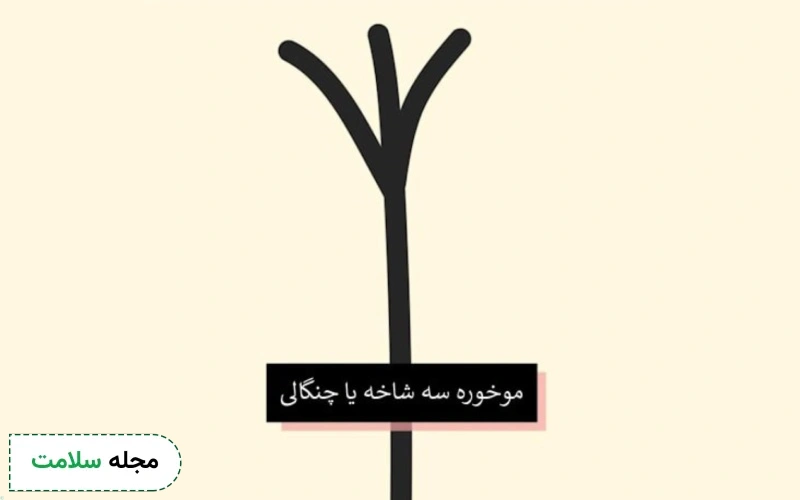 موخوره سه شاخه چیست؟