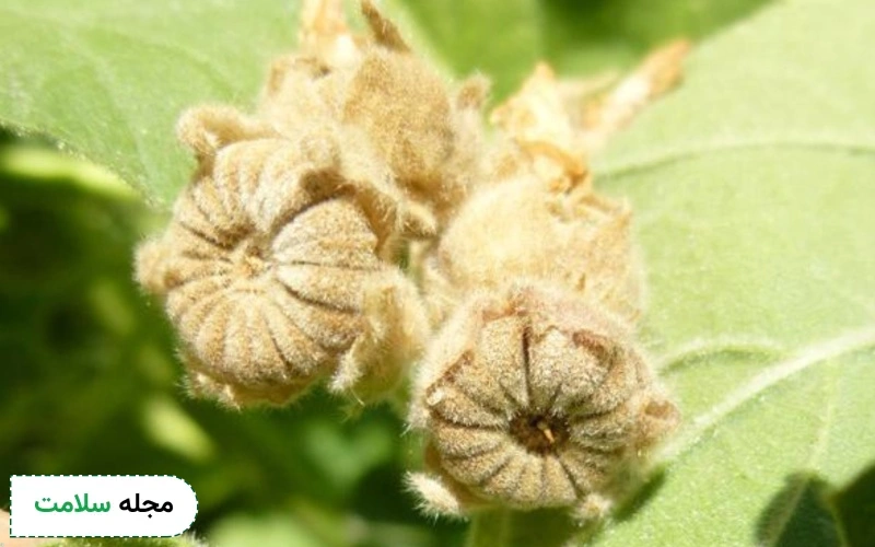 شکوفه گل ختمی